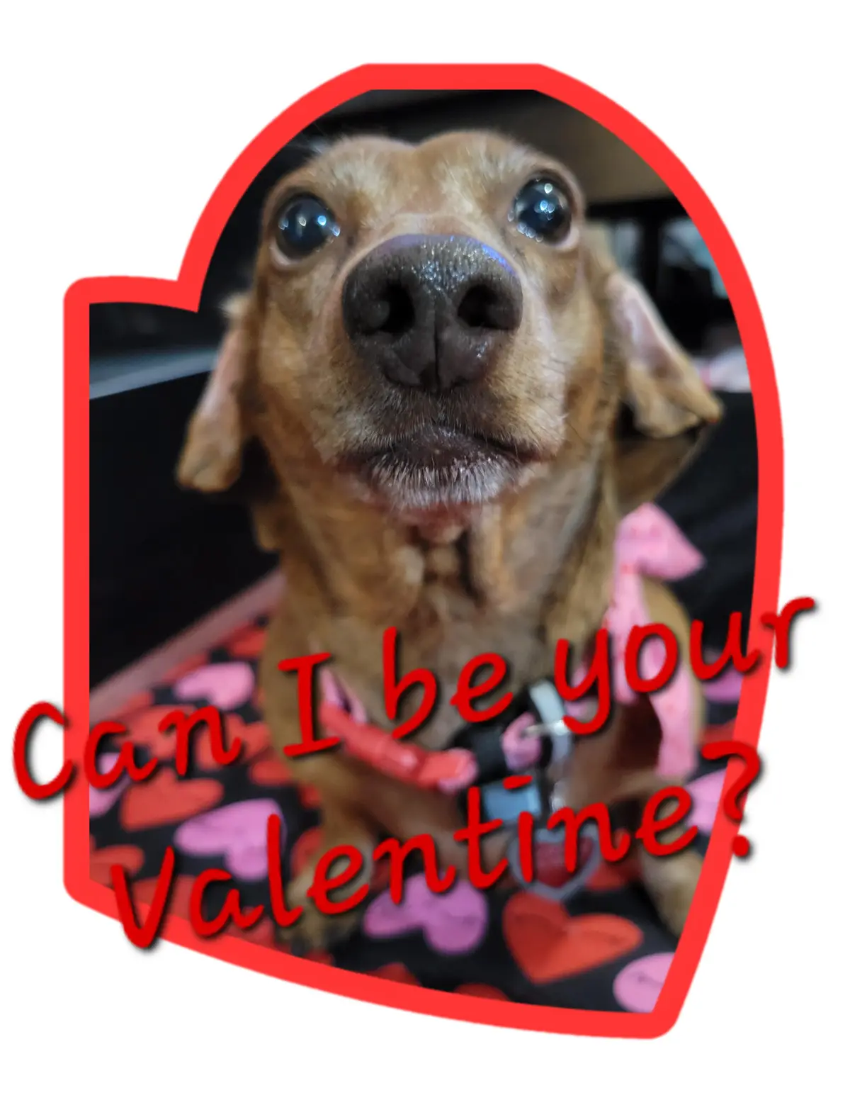 A close-up photo of a brown dog with large, pleading eyes looking directly at the camera, framed in a red heart outline. The…