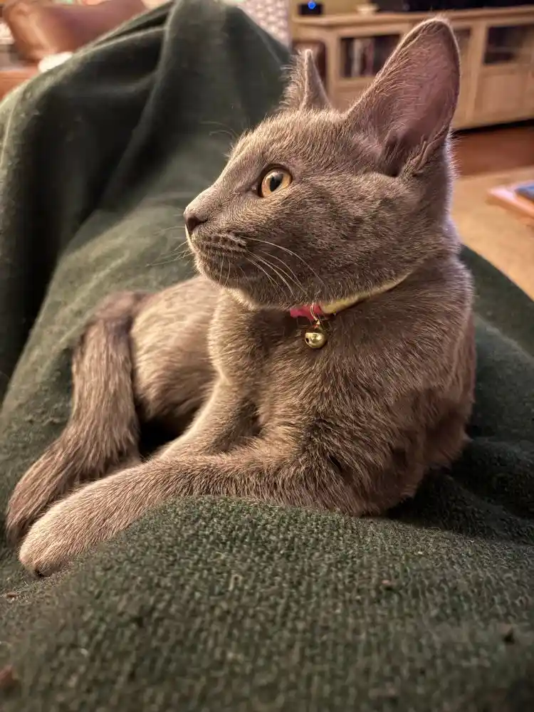 A gray cat with amber eyes and a pink collar with a bell is lying on a dark green blanket, looking off to the side with a…