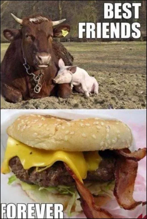 The image is split into two panels. The top panel shows a brown cow with horns and a chain collar lying in a field, with a…