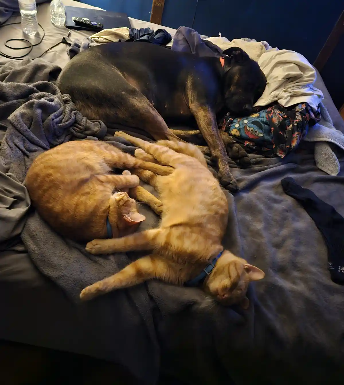 Two orange tabby cats and a black dog are sleeping together on a messy bed with blankets, clothes, and water bottles…