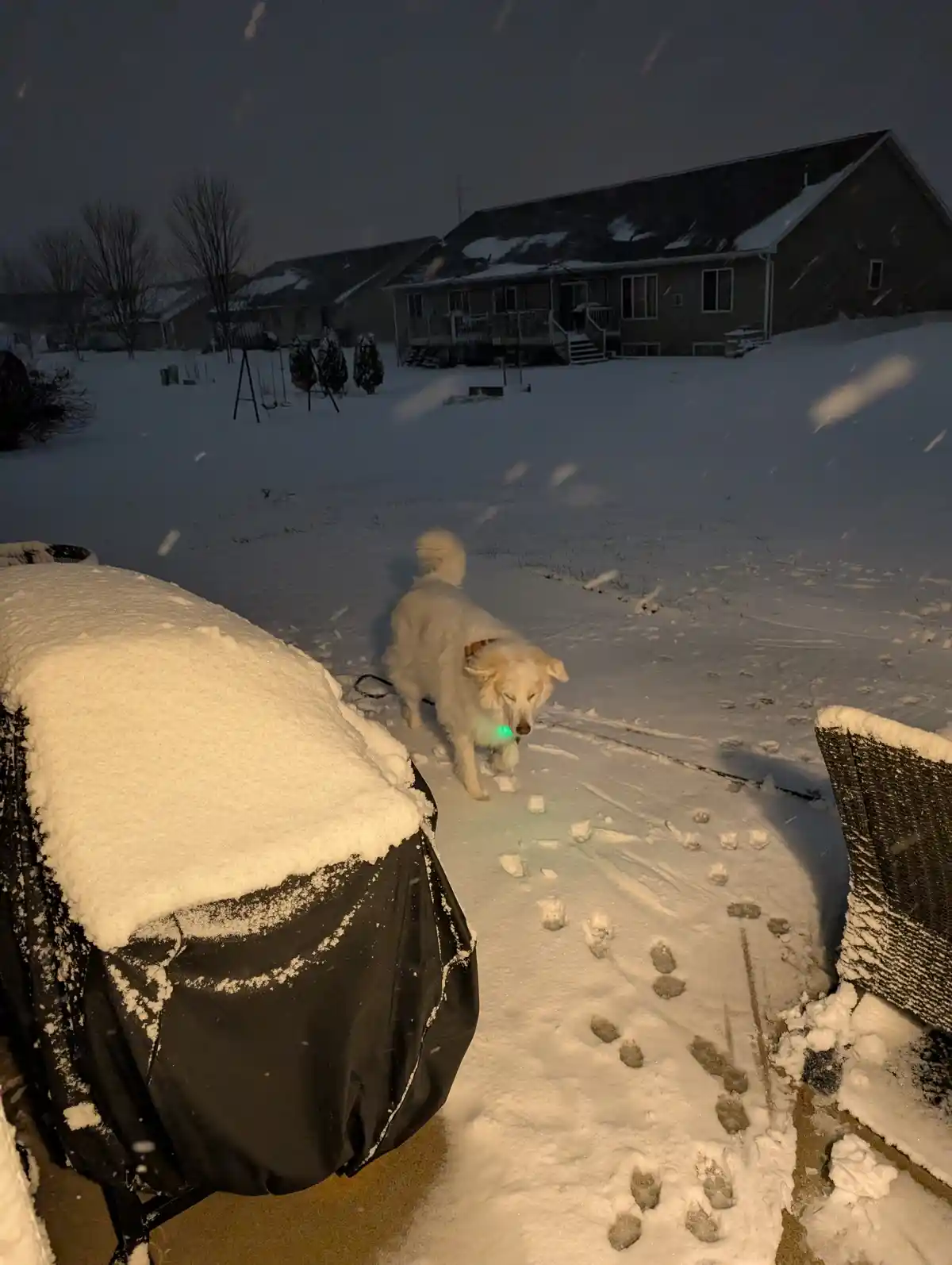 A white dog with a glowing green collar walks through a snowy backyard at night, leaving paw prints in the snow. Snow covers…