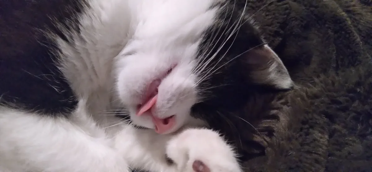 A close-up photo of a black and white cat sleeping curled up on a dark textured blanket, its pink tongue sticking out…