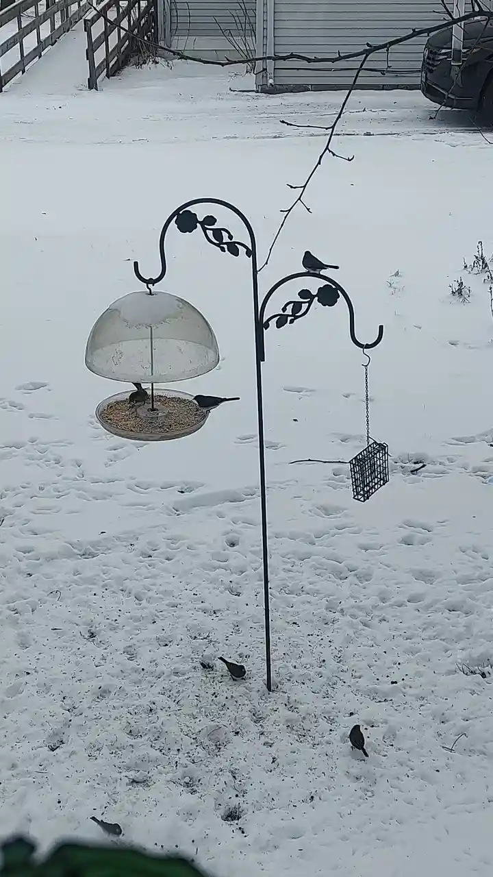 Feeding the Winter Birds: Keeping Them Happy and Full