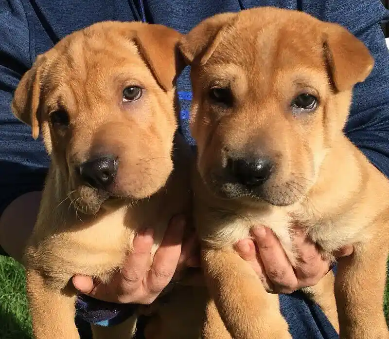 Two light brown puppies with large, soulful eyes are being held side-by-side by a person wearing a blue shirt, looking…