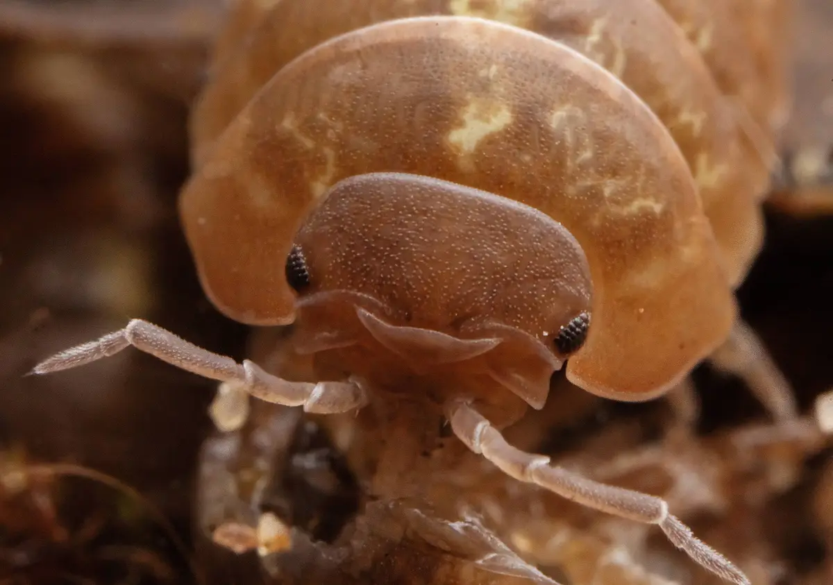 A close-up photo of a small, translucent brown isopod with visible legs and eyes, curled into a ball. The overlaid text…