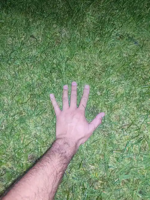 A person's hand is flat on green grass, palm down, with fingers spread. The overlaid text reads 'i just found a snake in my…