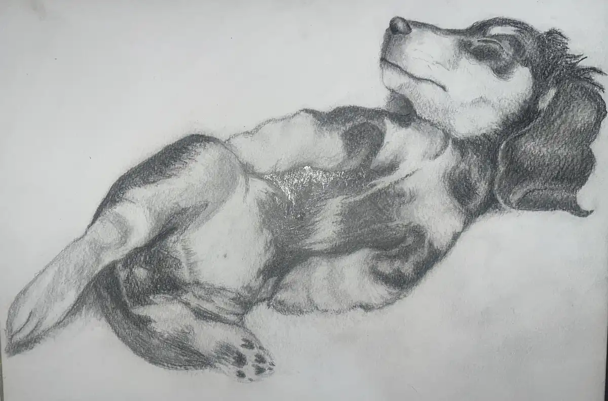 A pencil sketch of a dog lying on its back with paws up, appearing very relaxed or asleep. The dog has floppy ears and a…