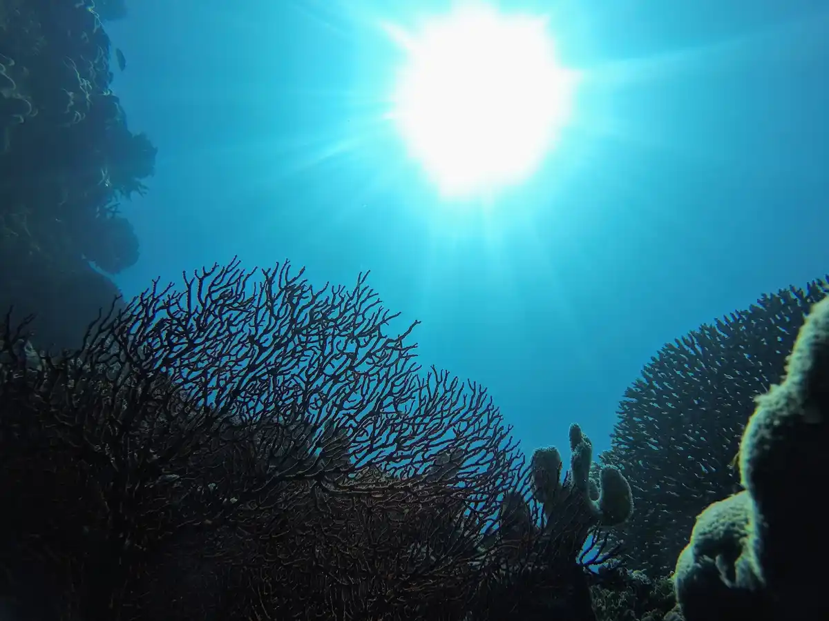 An underwater photo shows sunlight beaming down through clear blue water, illuminating various coral formations including a…