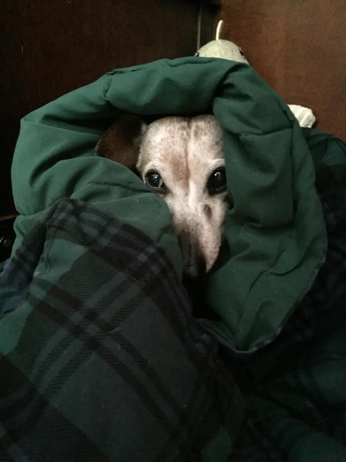 A dog with a light-colored face and dark eyes peeks out from under a green and black plaid blanket, looking directly at the…