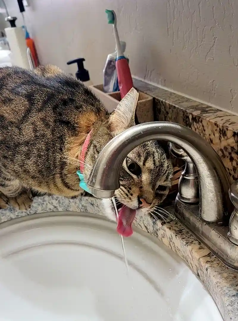 A tabby cat with a pink and blue collar is drinking water directly from a bathroom faucet, its tongue extended to lap up the…