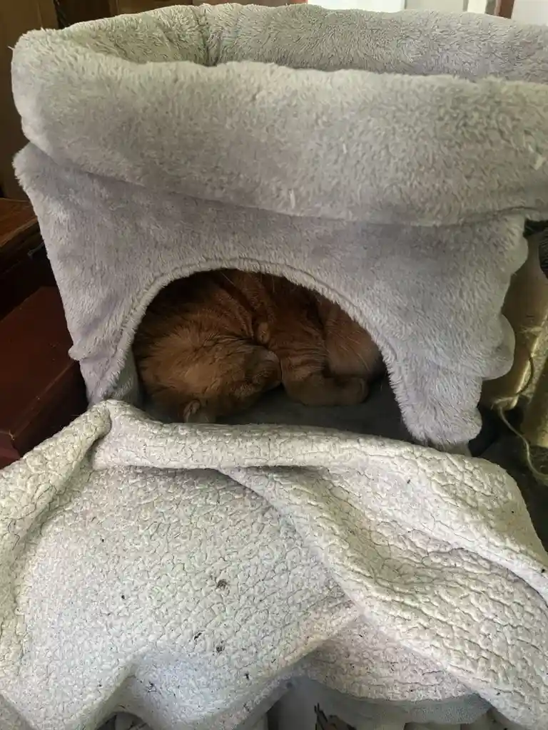 A daily dose of cat cuteness to brighten your day!
