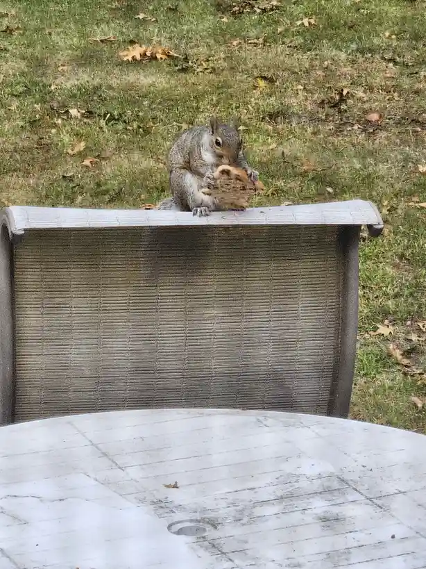 A gray squirrel is perched on the back of a weathered outdoor chair, enthusiastically eating a large, round, brown cookie…