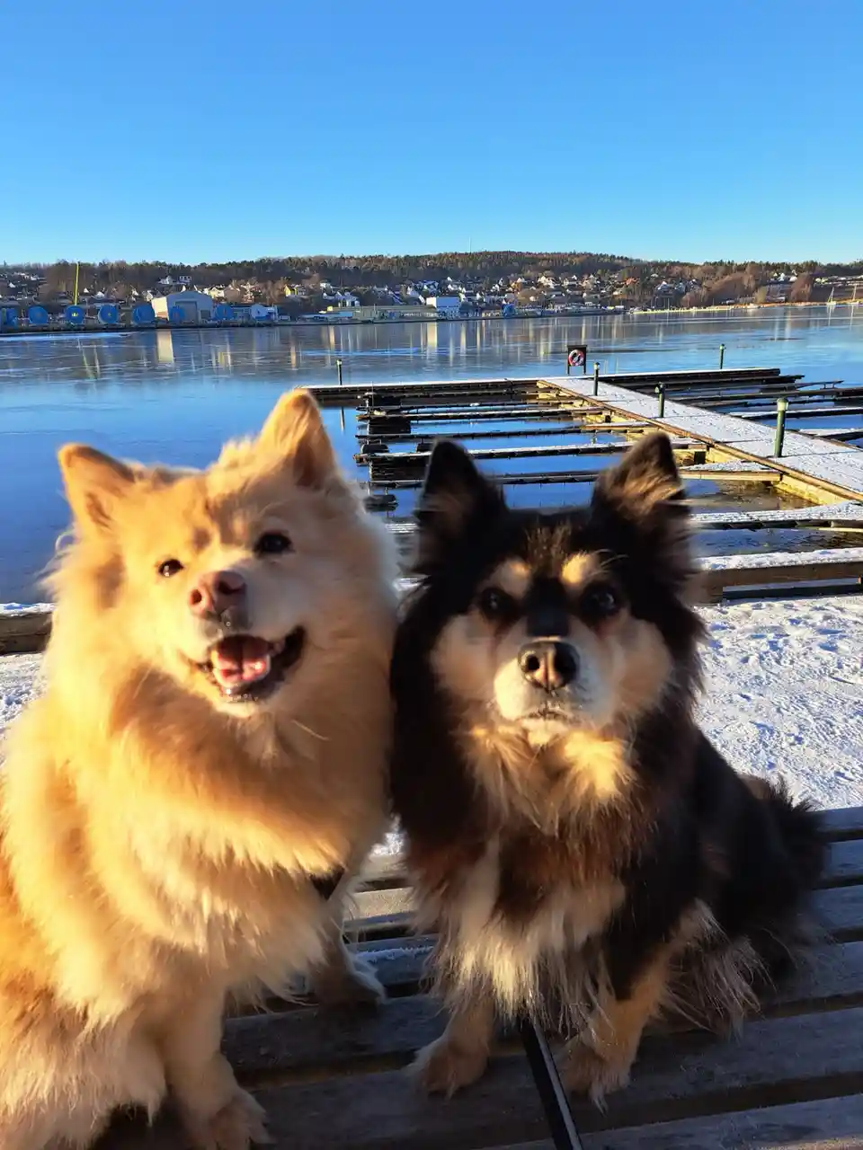 Two fluffy dogs sit side-by-side on a snowy wooden dock overlooking a frozen body of water with a town in the background…