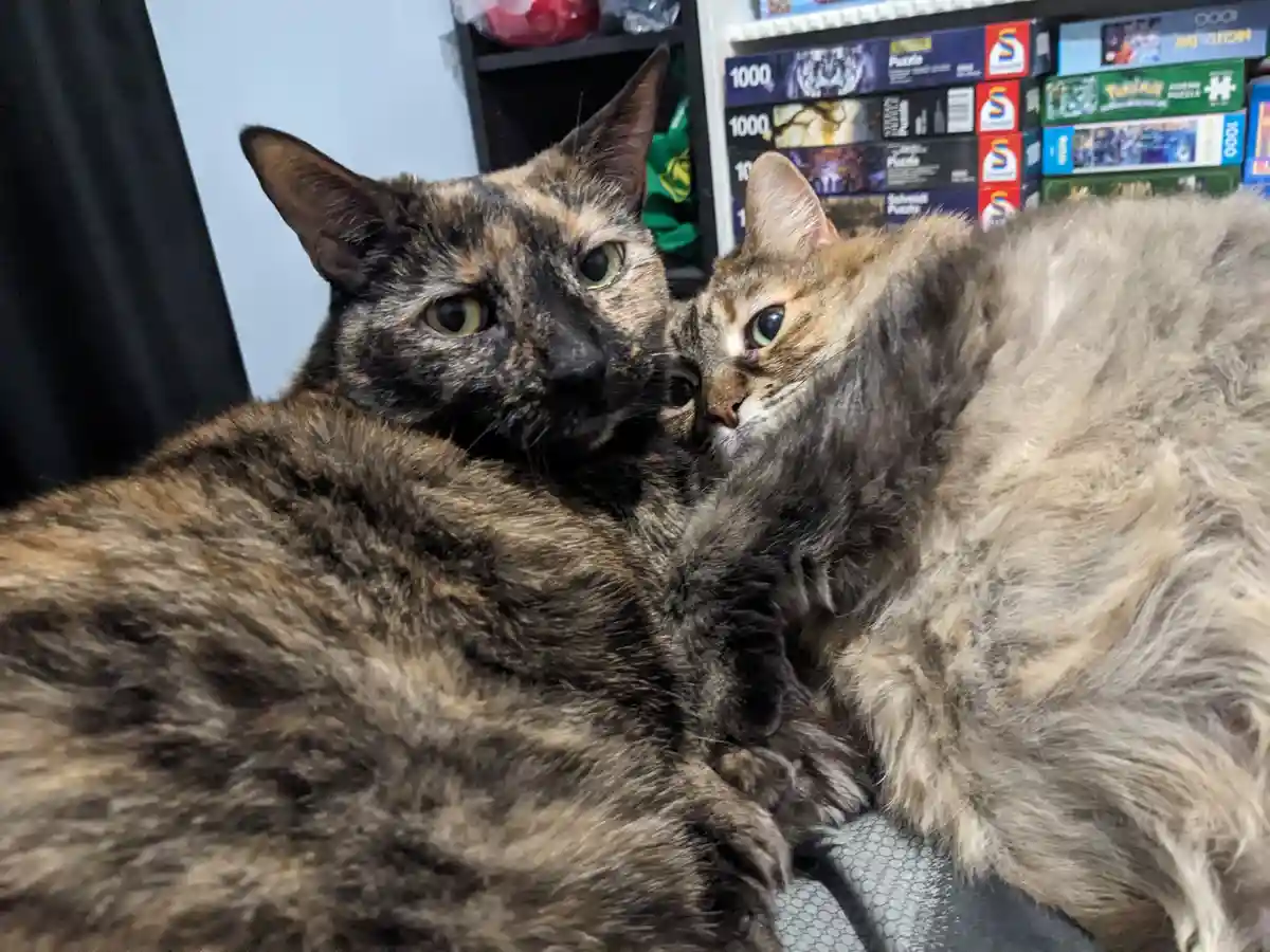 Two cats are cuddling closely, one with a tortoiseshell coat and the other with a fluffy, lighter brown coat. They are both…