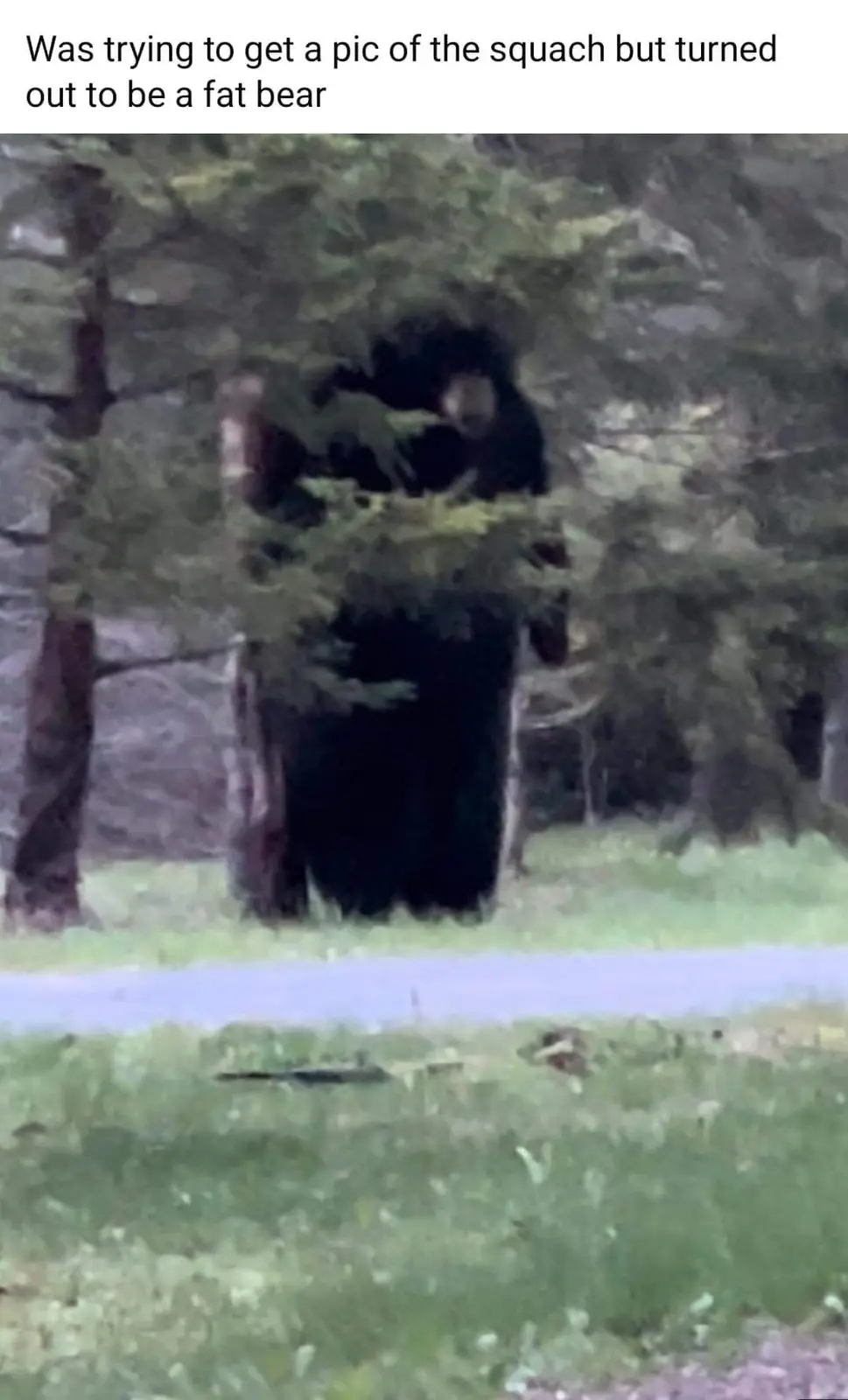A blurry, low-resolution image shows a large, dark, upright figure partially obscured by tree branches in a forest setting…