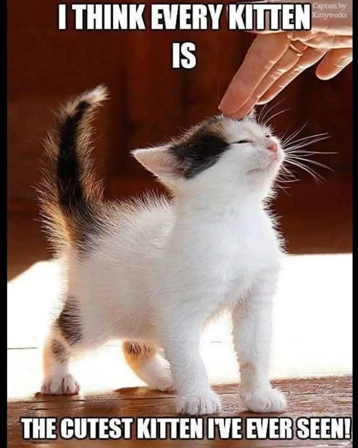 A small calico kitten with a fluffy white body and black and orange patches stands on a wooden floor, eyes closed in bliss…