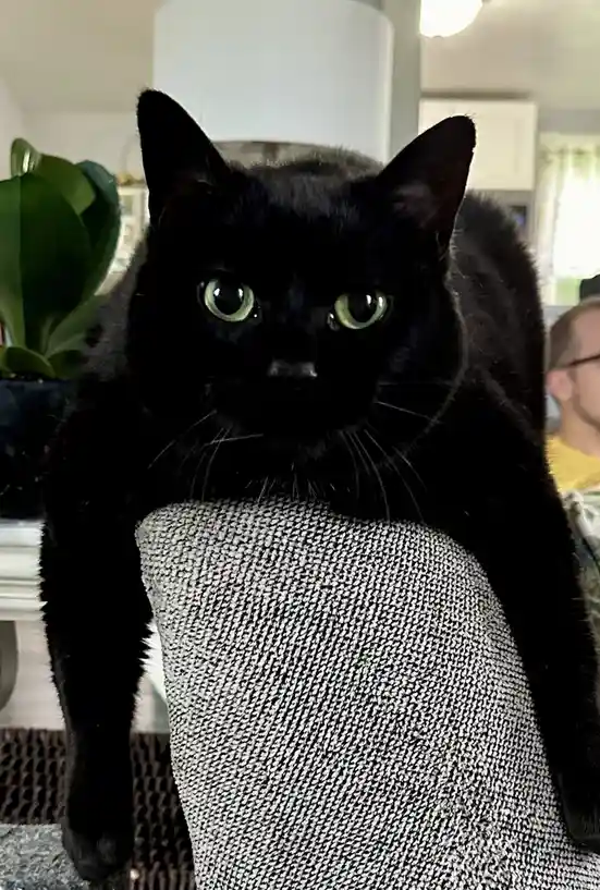 A black cat with large green eyes sits upright on a gray textured chair, staring intently forward. The background shows a…