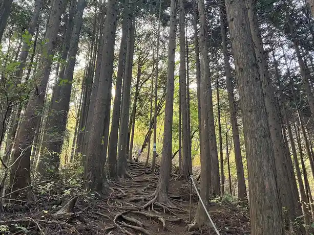 A narrow forest trail is lined with tall, straight trees whose exposed roots form an uneven, tangled path. A white rope…