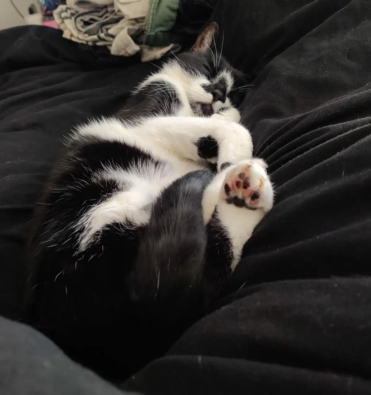 A black and white cat is curled up asleep on a black blanket, with its paws tucked near its face. The overlaid text reads…