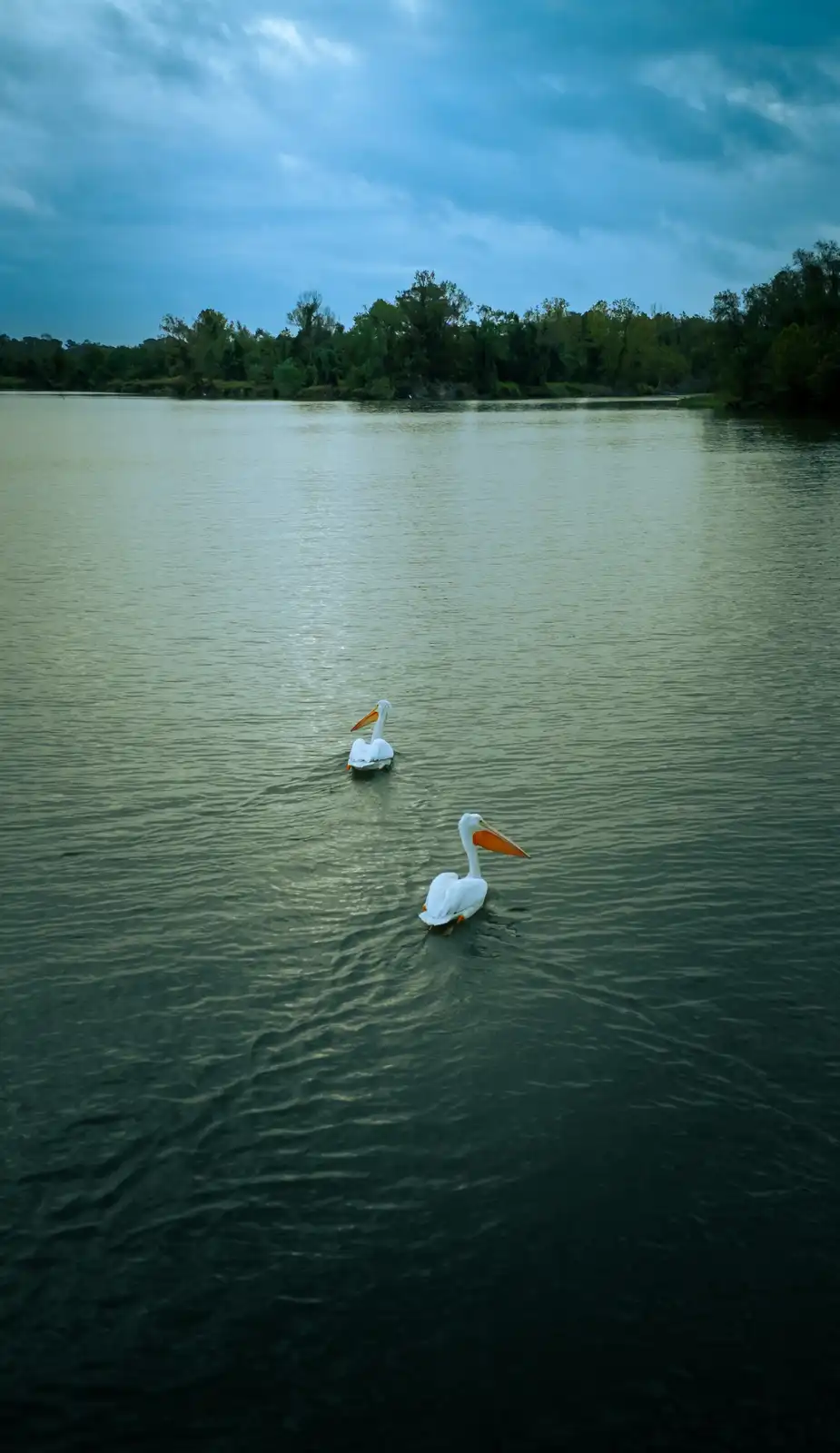 Two white pelicans with orange beaks swim in calm water under a cloudy sky, with trees lining the distant shore. The image…