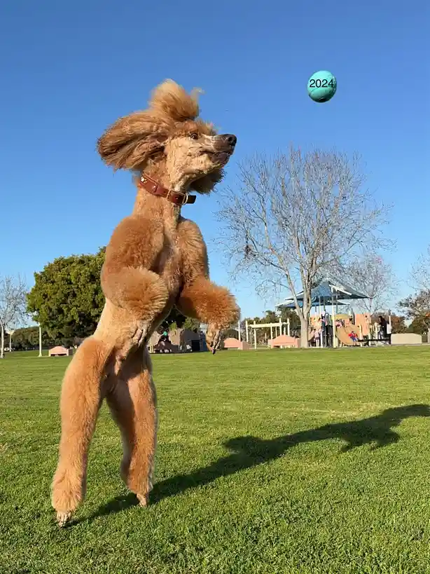 A light brown poodle stands on its hind legs in a grassy park, reaching up to catch a teal ball floating in the air. The…