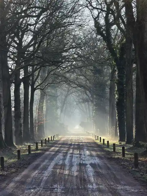 A misty, sunlit dirt road lined with bare, towering trees creates a serene, atmospheric scene. Overlaid text reads 'i'm not…