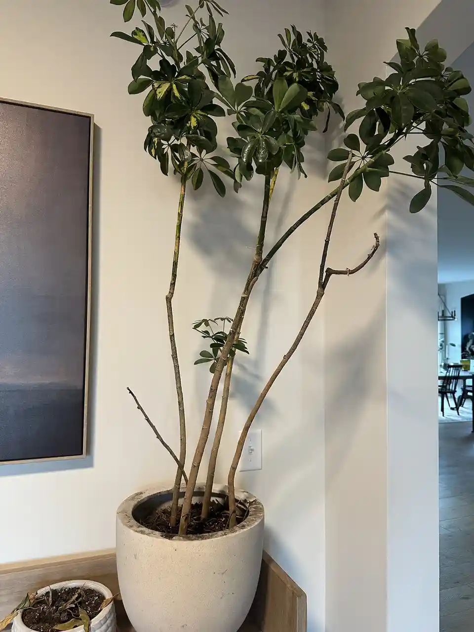 A tall potted plant with mostly bare, thin branches and only a few clusters of green leaves at the top sits in a large white…