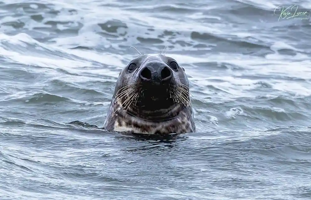 A close-up photo of a seal's head emerging from choppy ocean water, looking directly at the camera with a wide, open mouth…