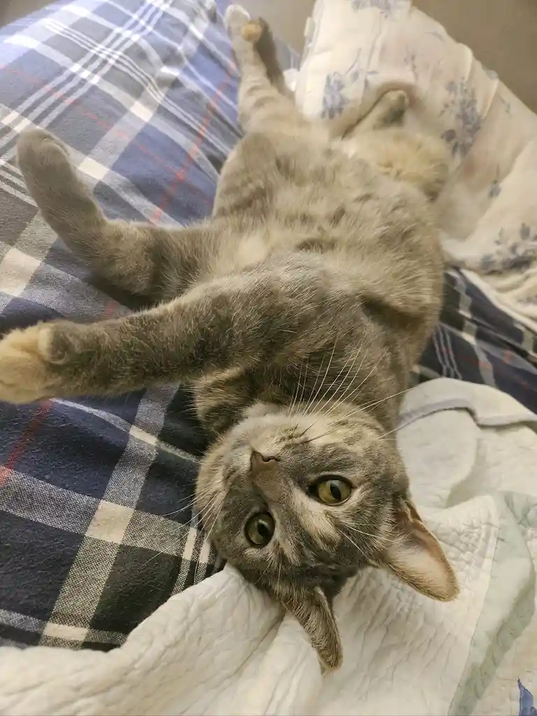 A Daily Dose of Cat Cuteness to Brighten Your Day