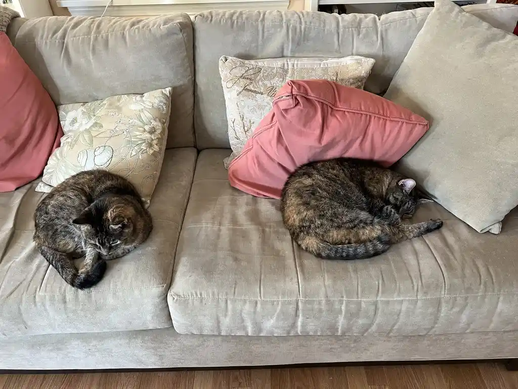 Two tabby cats are curled up and sleeping on separate cushions of a beige couch, surrounded by decorative pillows in beige…