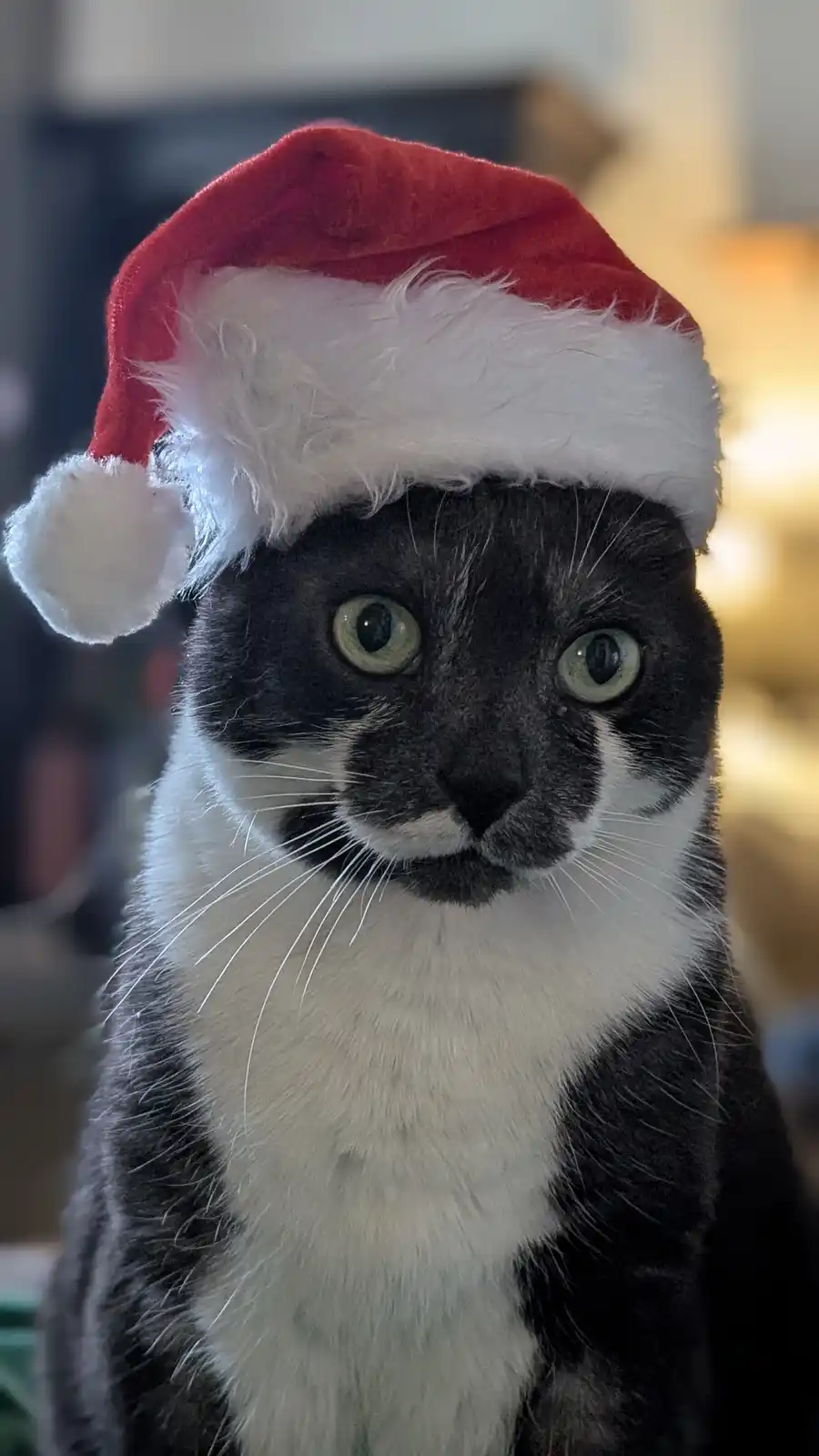Merry Christmas, Imgur Family!