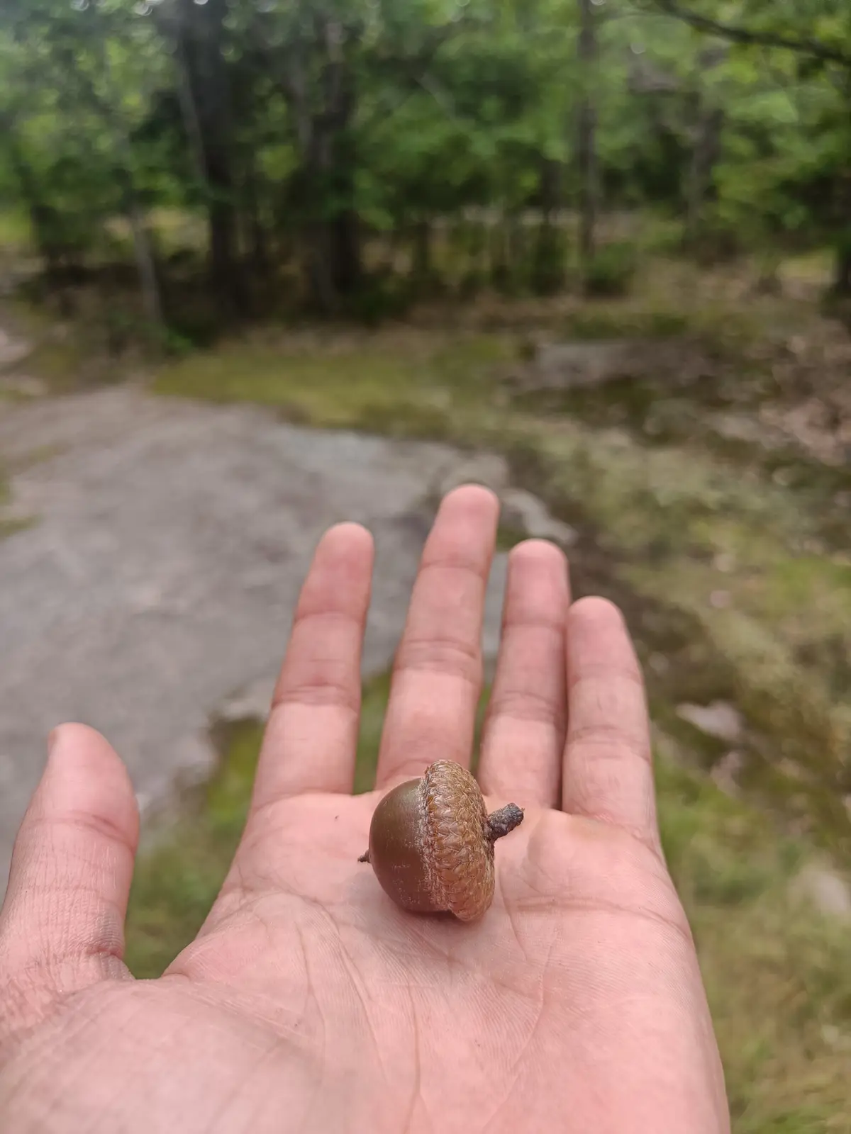 A close-up photo shows a person's open palm holding a single acorn, with a blurred forest background. The acorn is small and…
