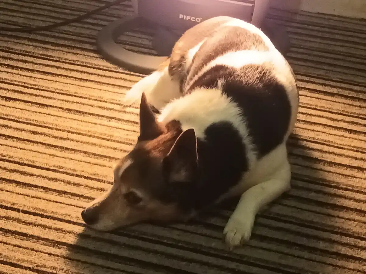 A black and white dog lies curled up on a striped carpet, bathed in warm light, with its head resting on the floor. The…
