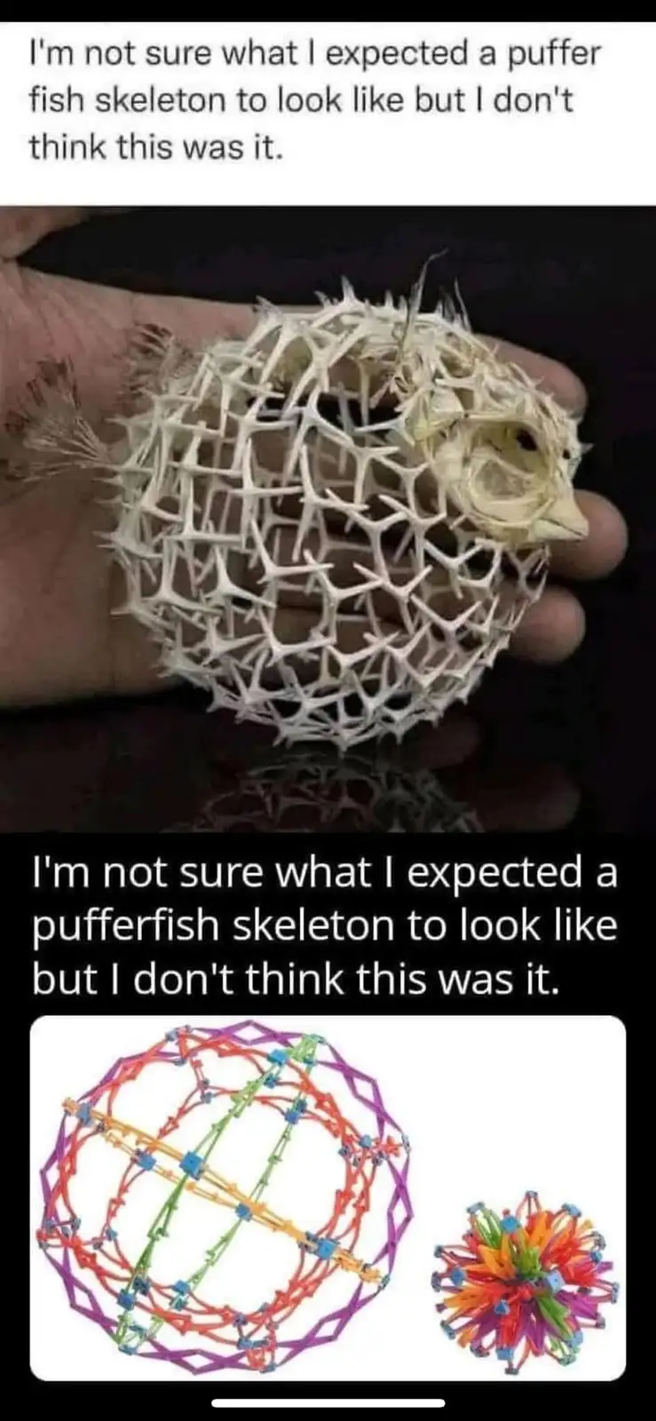A hand holds a real, spiky, white pufferfish skeleton, which looks like a fragile, intricate lattice. Below it, two…