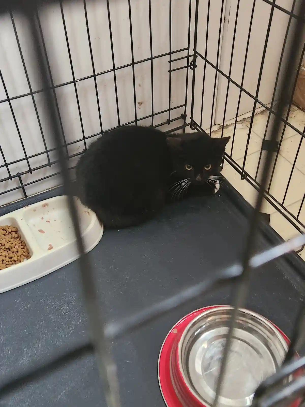 Join the Cause: Help Us Save Another Adorable Kitty!