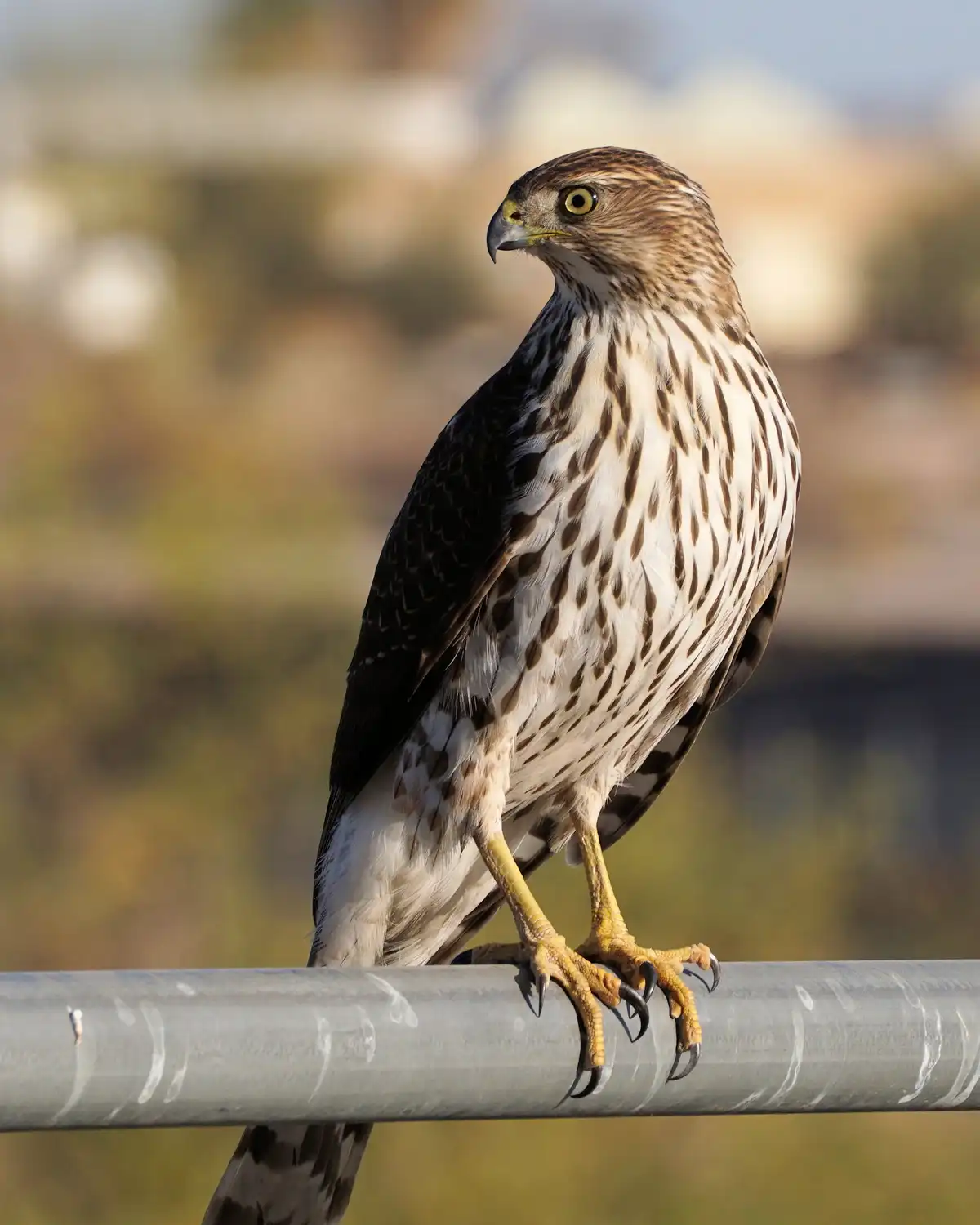 A close-up photograph shows a hawk perched on a metal pole, its sharp yellow eyes and talons visible against a blurred…