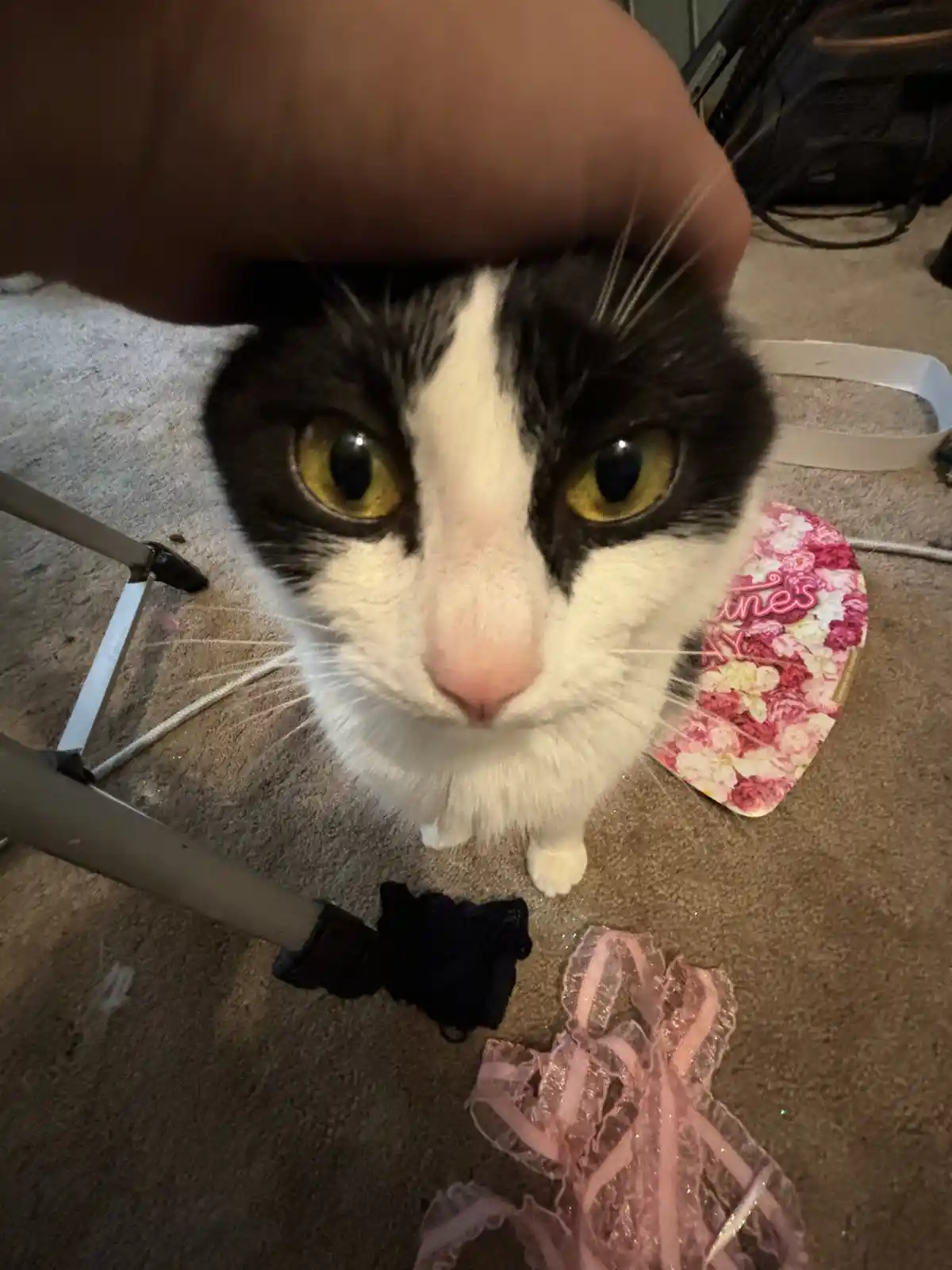 A black and white cat with wide, unimpressed yellow eyes looks up at the camera while a human hand pets its head. Around the…