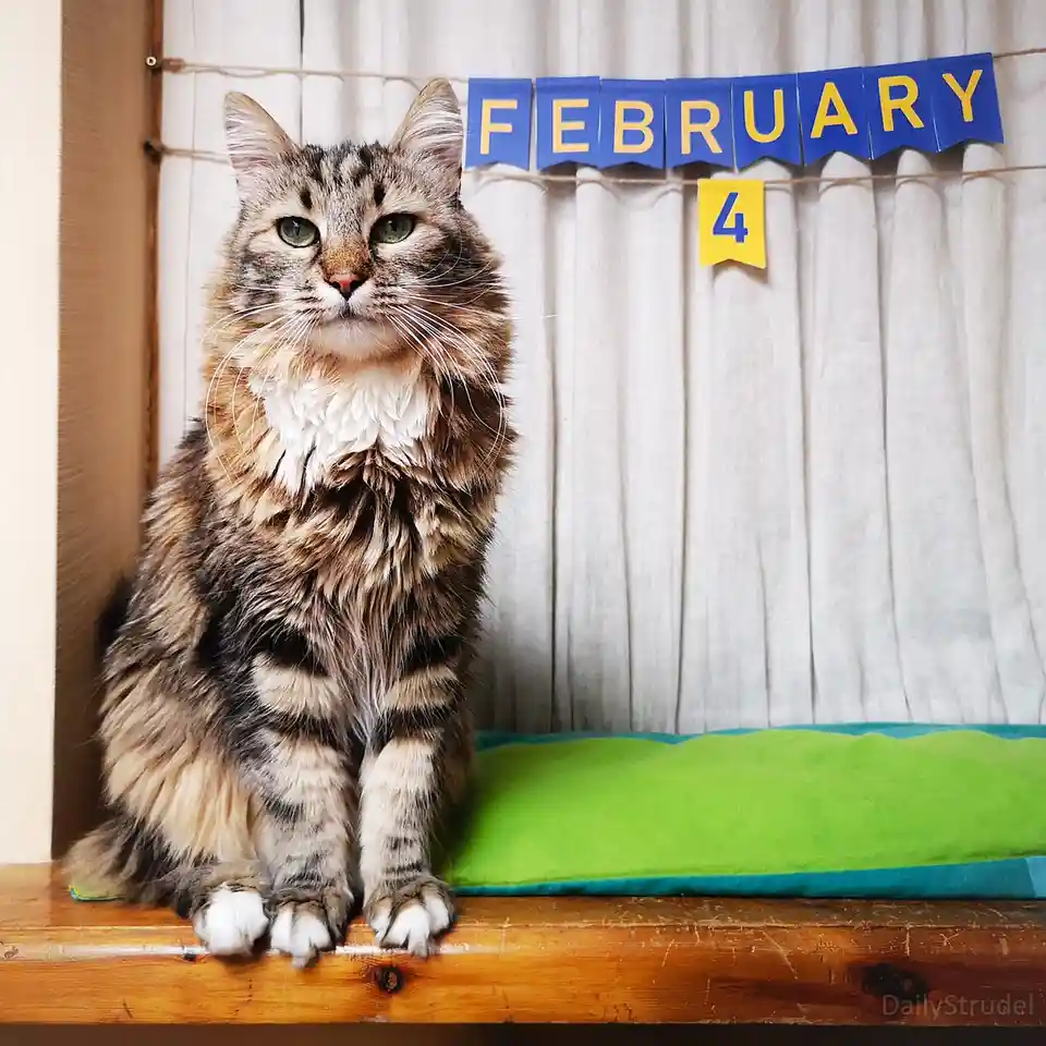 A fluffy tabby cat with green eyes sits regally on a wooden shelf, looking directly at the camera. Behind it, a blue banner…