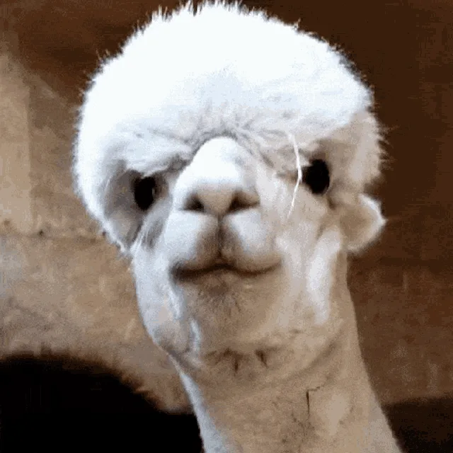 A six-panel grid shows a white alpaca's face in various close-up shots, its mouth slightly open and eyes looking forward…