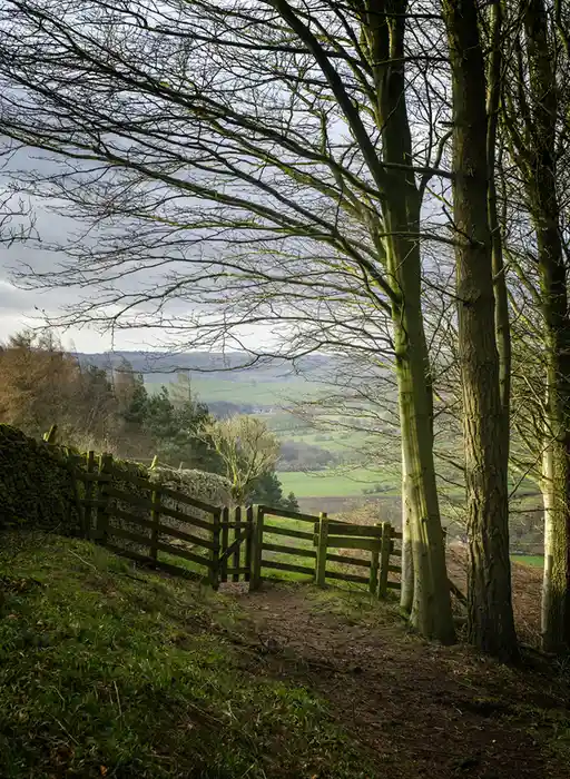 A scenic rural landscape with a dirt path leading to a wooden gate framed by bare trees, overlooking rolling green hills…