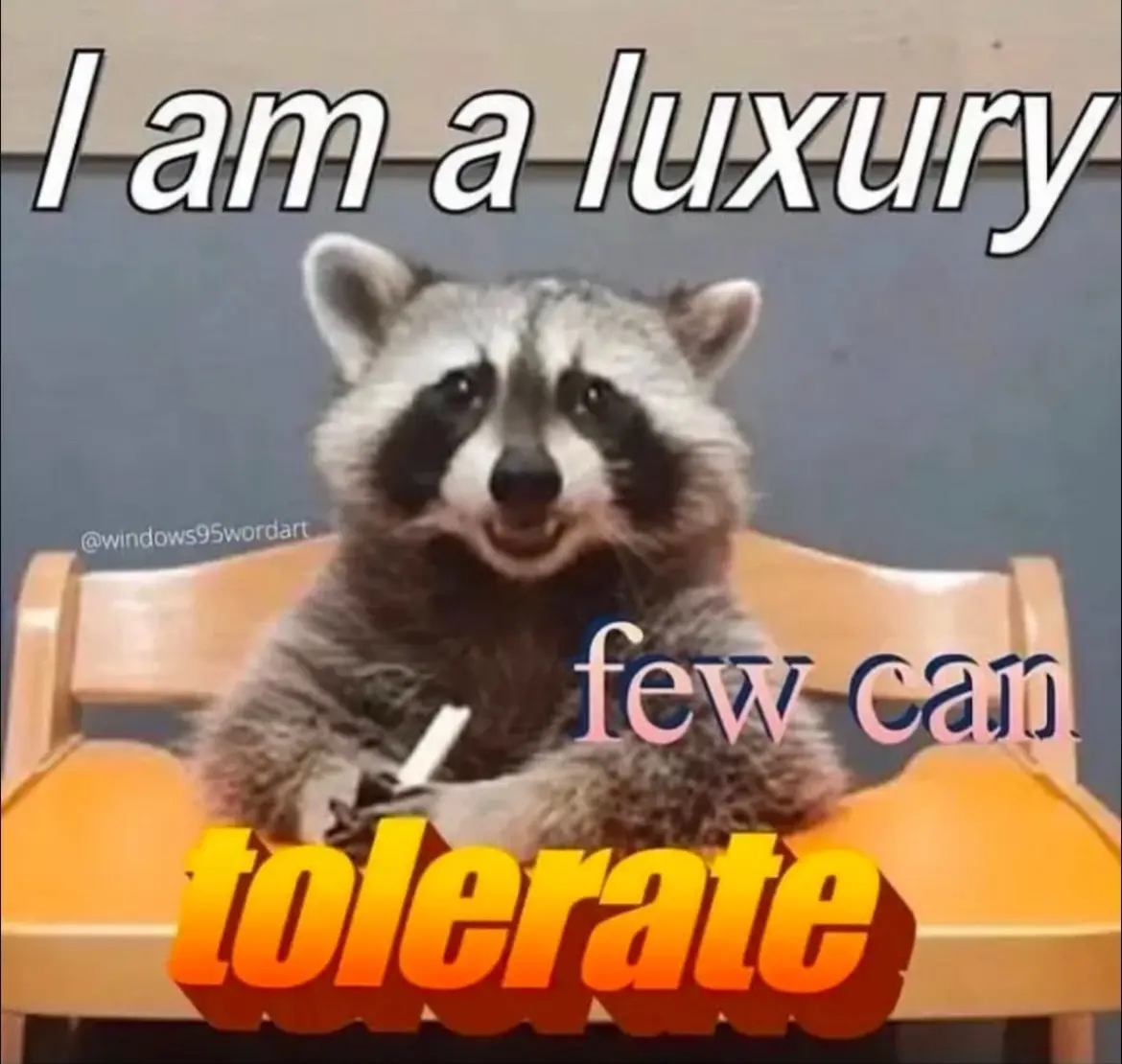 A raccoon sits upright on a wooden chair, holding a small object, with the text 'I am a luxury' at the top, 'few can' in the…