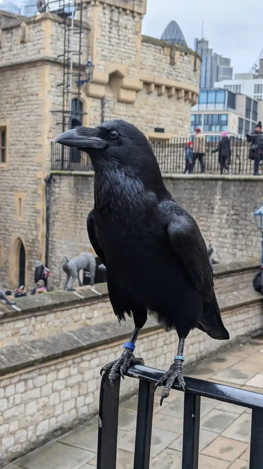 A black raven with blue and green leg bands perches on a black metal railing in front of a historic stone castle wall. In…