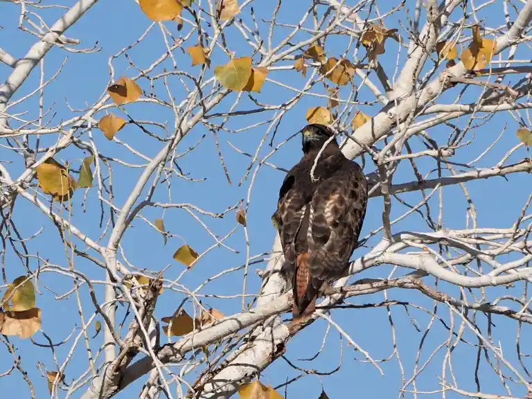 A large brown bird of prey, likely a hawk, is perched on a bare tree branch against a clear blue sky, with a few yellowish…