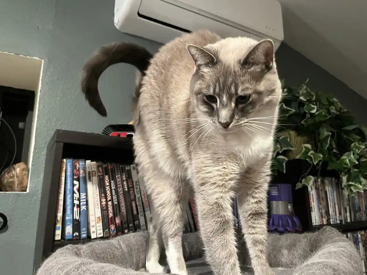 Daily Dose of Ivy: Cat Chronicles Day 349