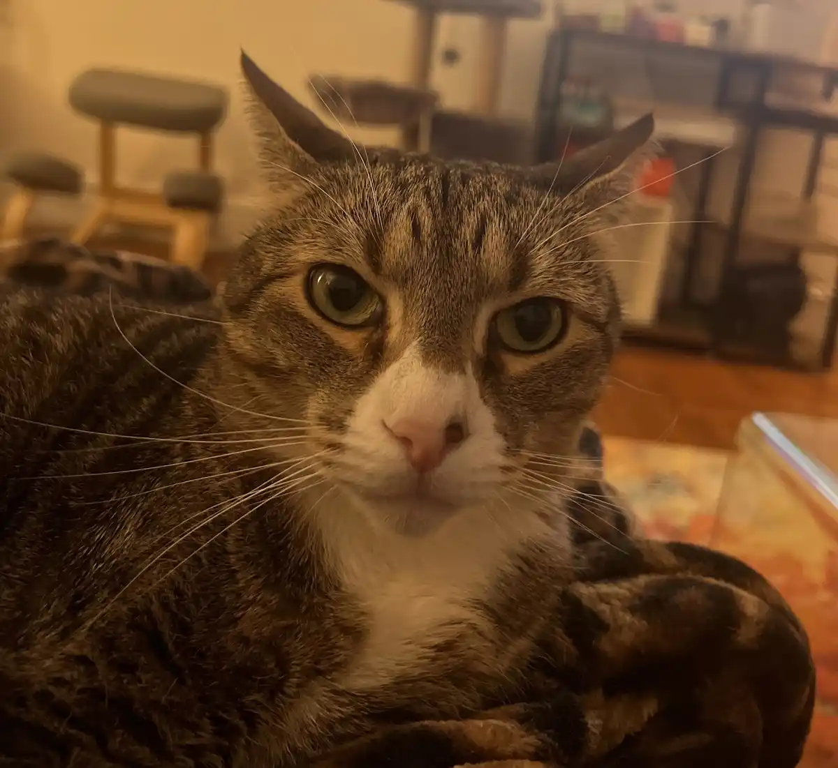 A close-up photo of a tabby cat with green eyes and a white muzzle, looking directly at the camera with a serious…