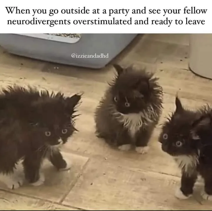 Three small, fluffy black-and-white kittens with wide, startled eyes and disheveled fur sit or stand on a tiled floor…