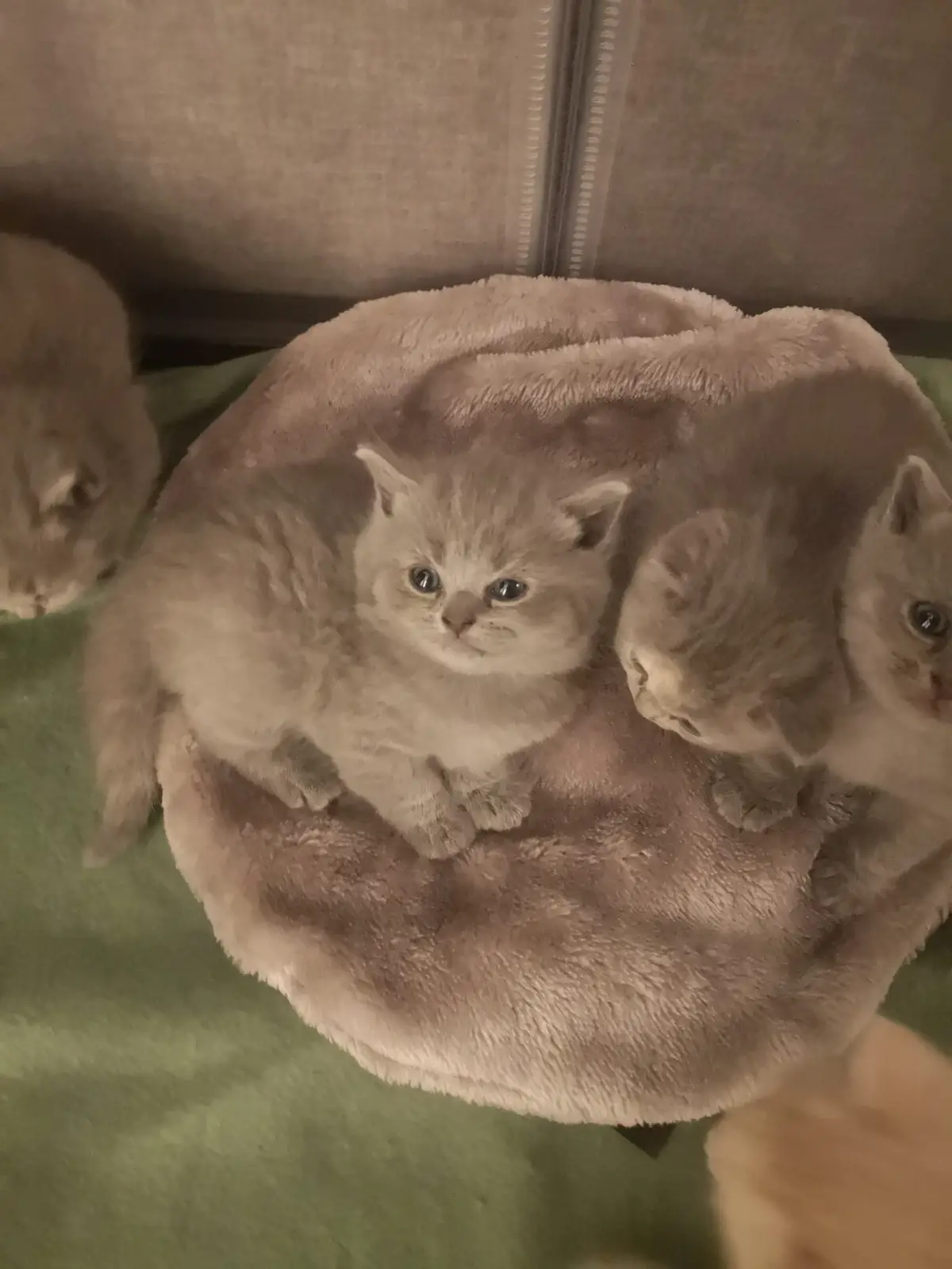 Three fluffy gray kittens are nestled together in a round, plush, beige pet bed. One kitten in the center looks directly at…