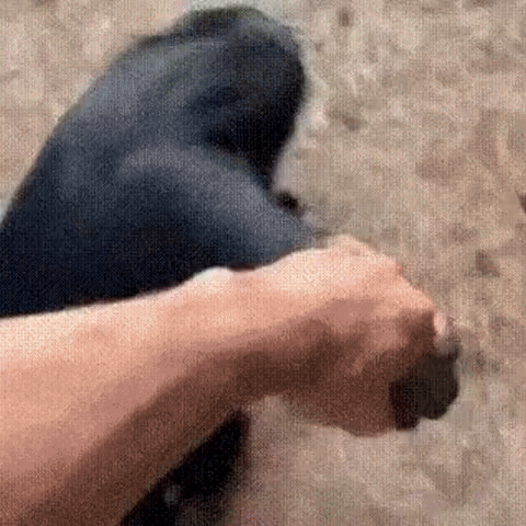 A six-panel image collage shows a chimpanzee being repeatedly offered a small object by a human hand. The chimp initially…