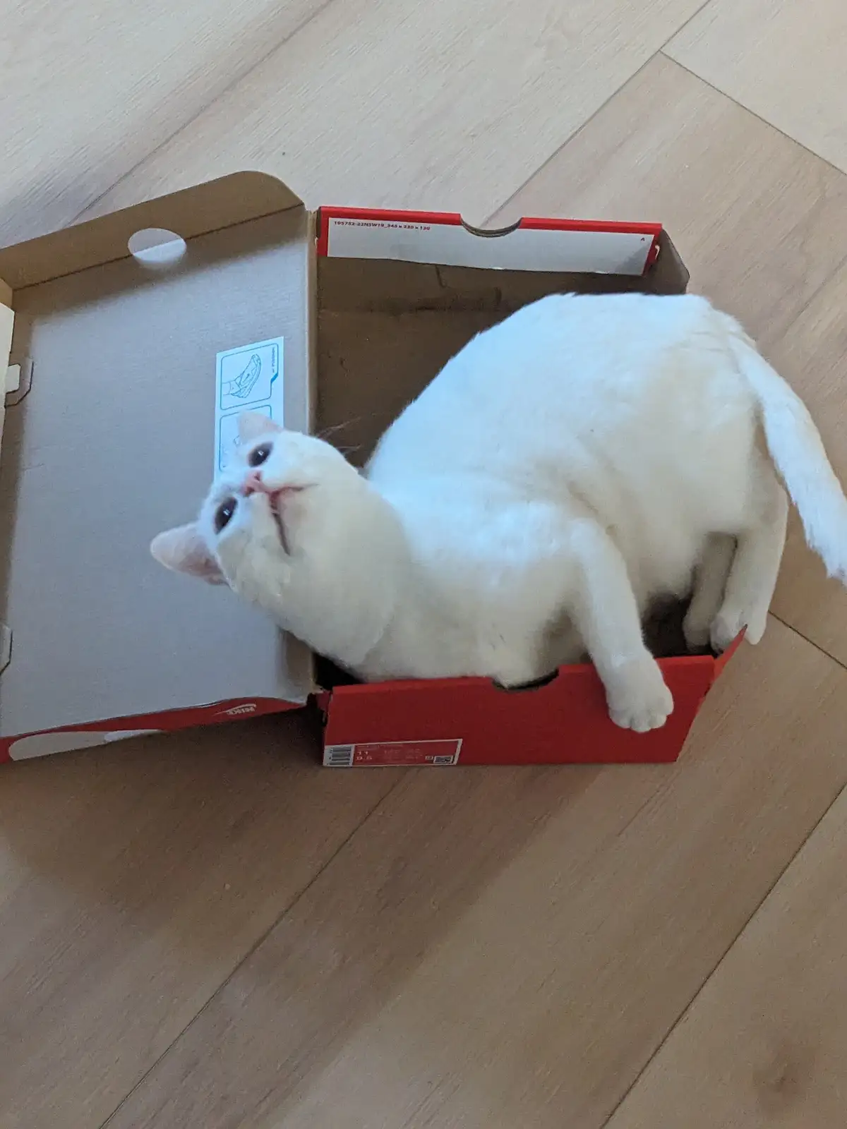 Is This Finally the Year of the Box?