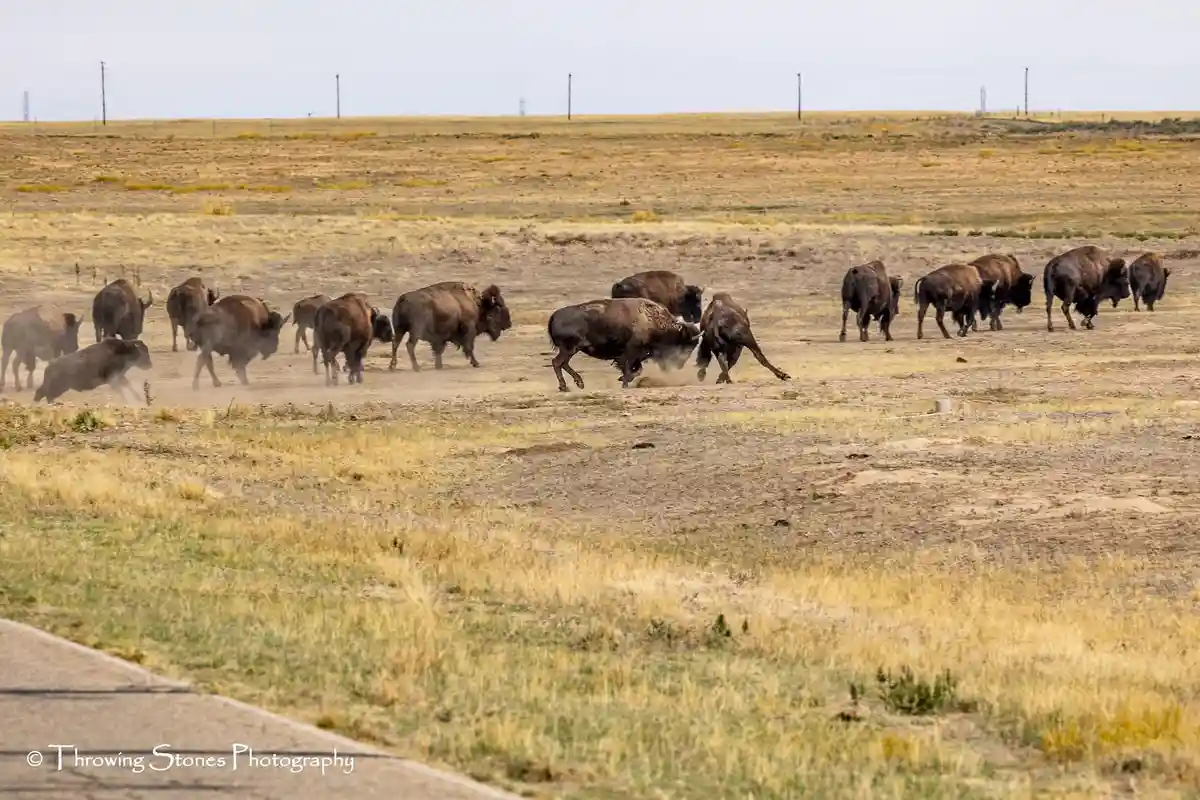 A herd of bison is shown in a dry, grassy field, with two large males locked in a head-to-head fight, kicking up dust, while…